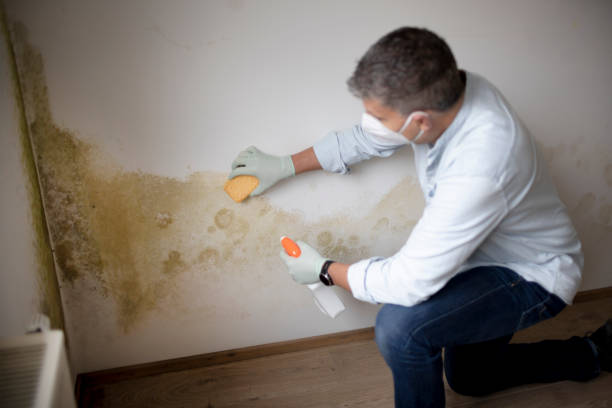 Reliable Shaw, MS Mold Removal Solutions